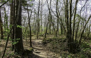 Organisée par Roger Forêt de Milly 17 Km