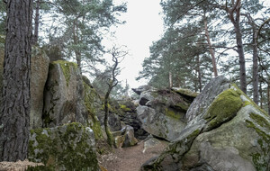 Rando organisée par Antoine - Fontainebleau 18 Km