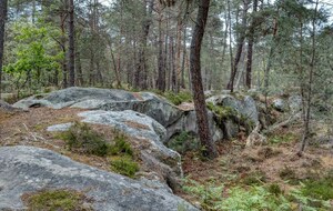 Organisée par Michel LESAGE : Avon Fontainebleau 16 km