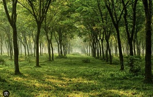 Organisée par Catherine Yvorel. Bois de Verrières et Monteclin.      20 km