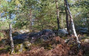 Organisée par Michel et Nanou. Petite Rando de 9 Km + Resto  Fontainebleau