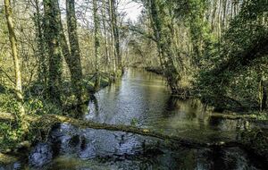 Organisé par Louisa, Marie-Thé et Jean-Paul : Dourdan, Les Granges le Roi,  l'Abbaye de l'Ouye: 16-17 km