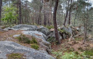 Organisée par Janine : Fontainebleau  Belle Croix13 km